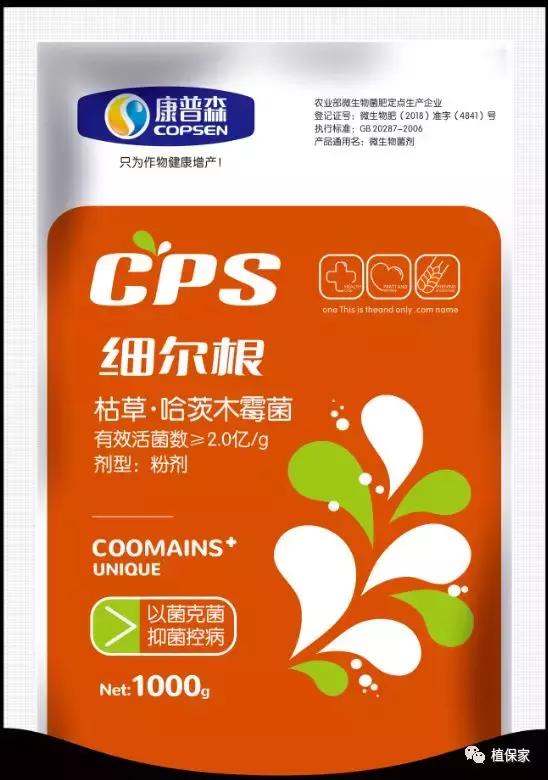 治疗根腐病用什么药,油菜根腐病的治疗方法