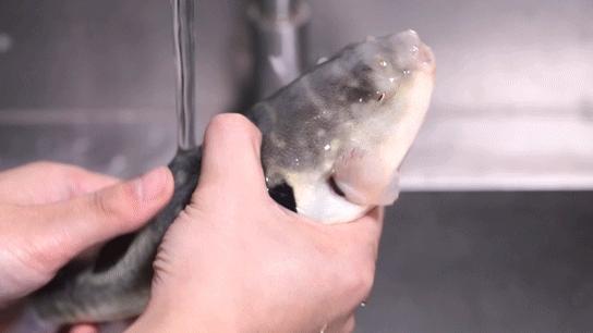 宝安人的顺德饭堂,生蚝用木桶蒸,还加黑松露