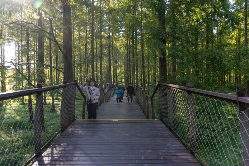 森林麋鹿公园,森林麋鹿