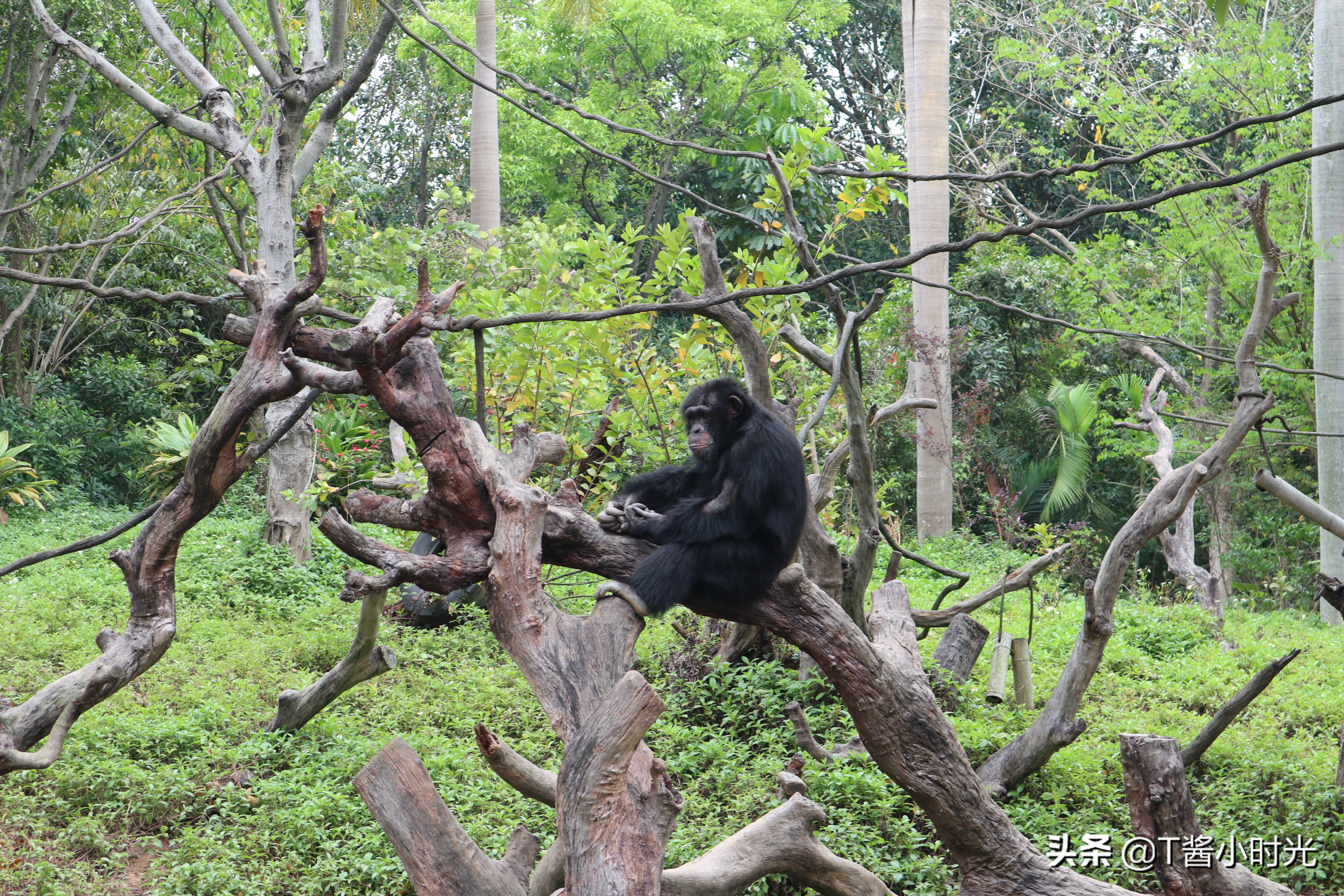 长隆野生动物园自驾怎么收费,广州长隆野生动物园在哪个区