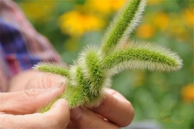 狗尾巴草怎么编兔子教程,狗尾巴草编小东西简单教程