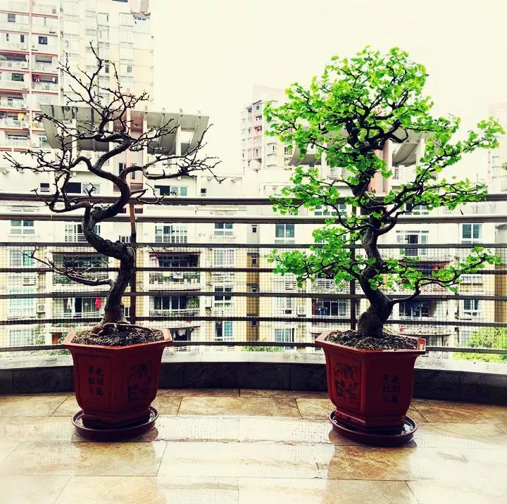 什么花放在家里最好看最实用,放家里风水好又好养的花有哪些