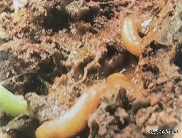 芒果果实蝇防治,芒果果实蝇虫害最佳防治方法