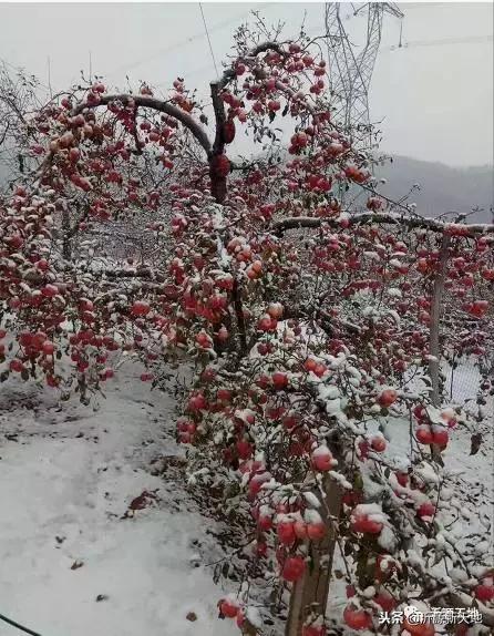 雪中的洛川红富士苹果,雪中的红苹果