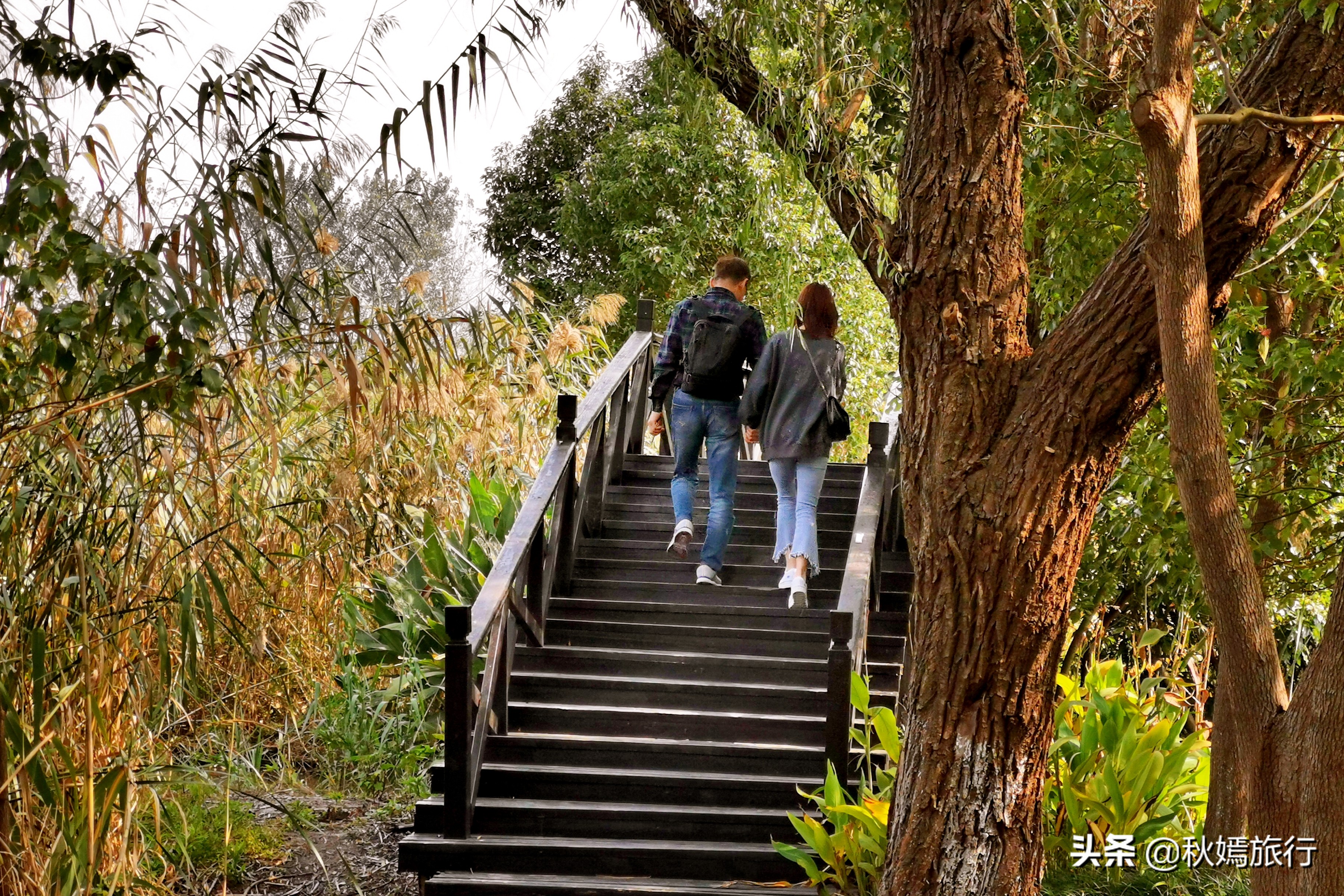这座华东地区最大的湿地公园,拥有一千多亩芦苇荡,游客络绎不绝