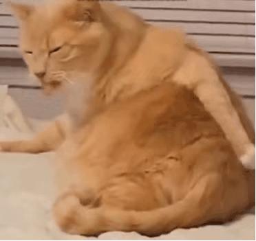 猫咪拉臭臭是什么原因,猫咪拉的臭臭是怎么处理的