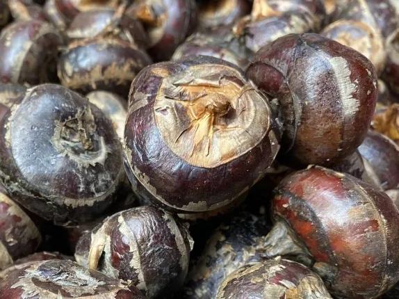 冬季养生水果梨,新鲜冬梨止咳润肺纯天然水果