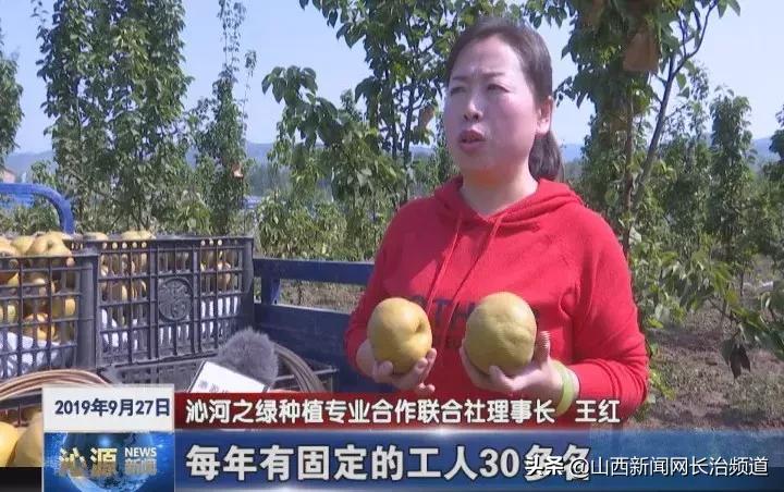 「绿色沁源」交口乡长征村：晚秋黄梨种植开启“黄金之路”