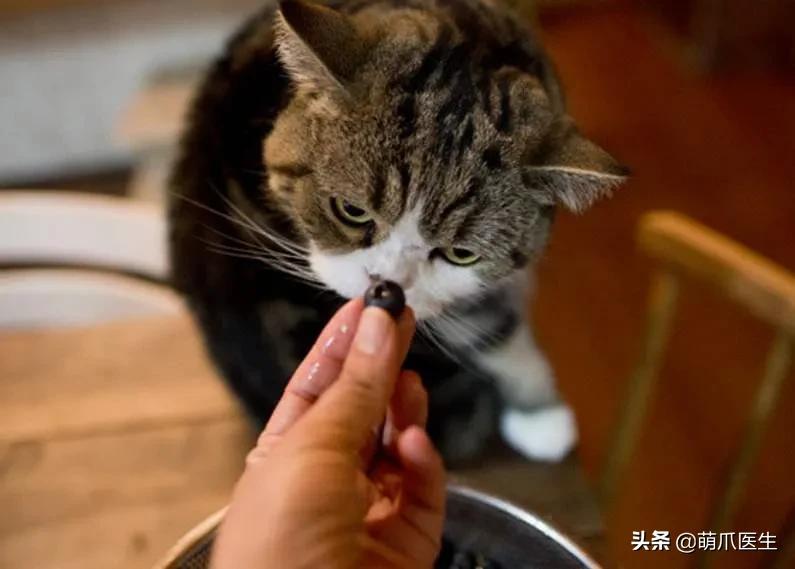 猫放屁把自己臭吐了,猫居然也会吐口水