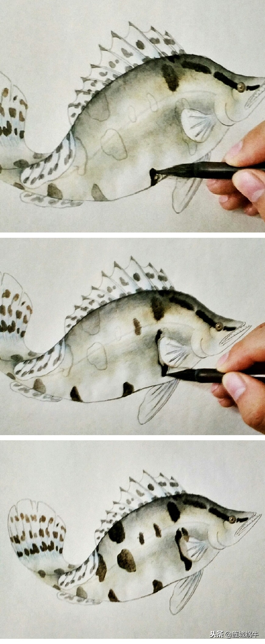 鳜鱼画法小视频,鳜鱼工笔画法视频