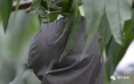 种植效益最好的黄桃品种,鲜食黄桃品种介绍