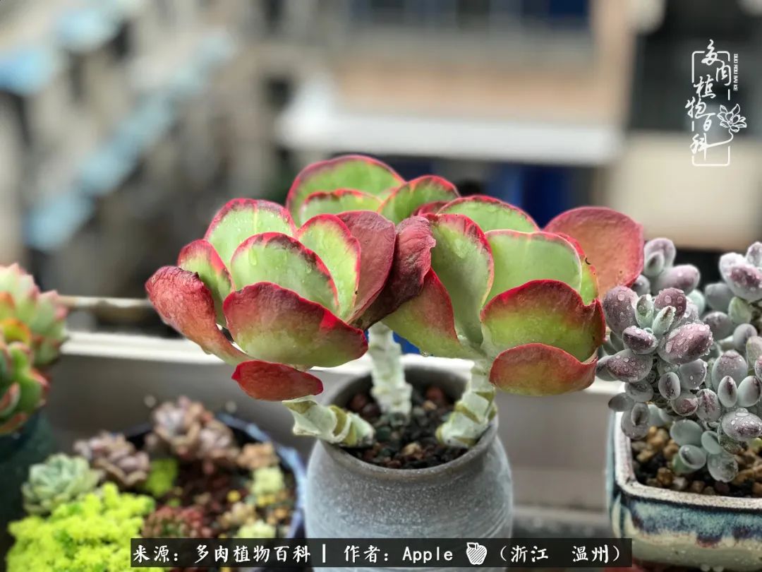 多肉成长记观察记录怎么写,多肉成长记录观察展板