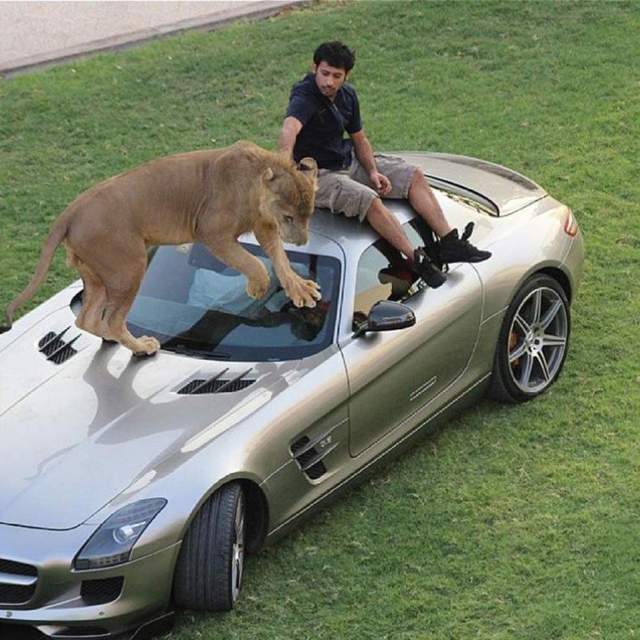 野生动物可以作为宠物吗