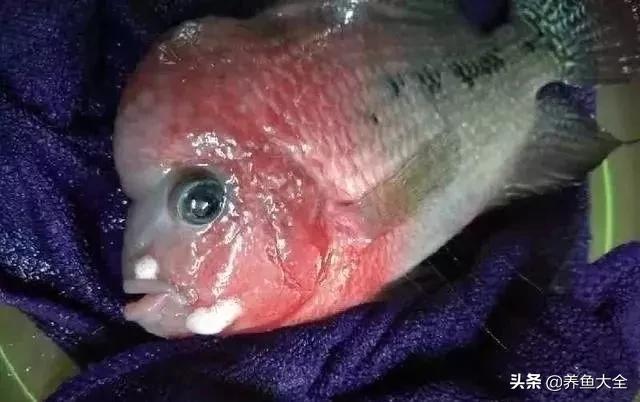 六毛鞭虫用什么药,六毛鞭虫什么样