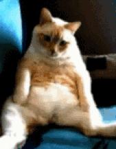 猫咪在床单上拉臭臭,猫咪上了厕所弄得家里很臭