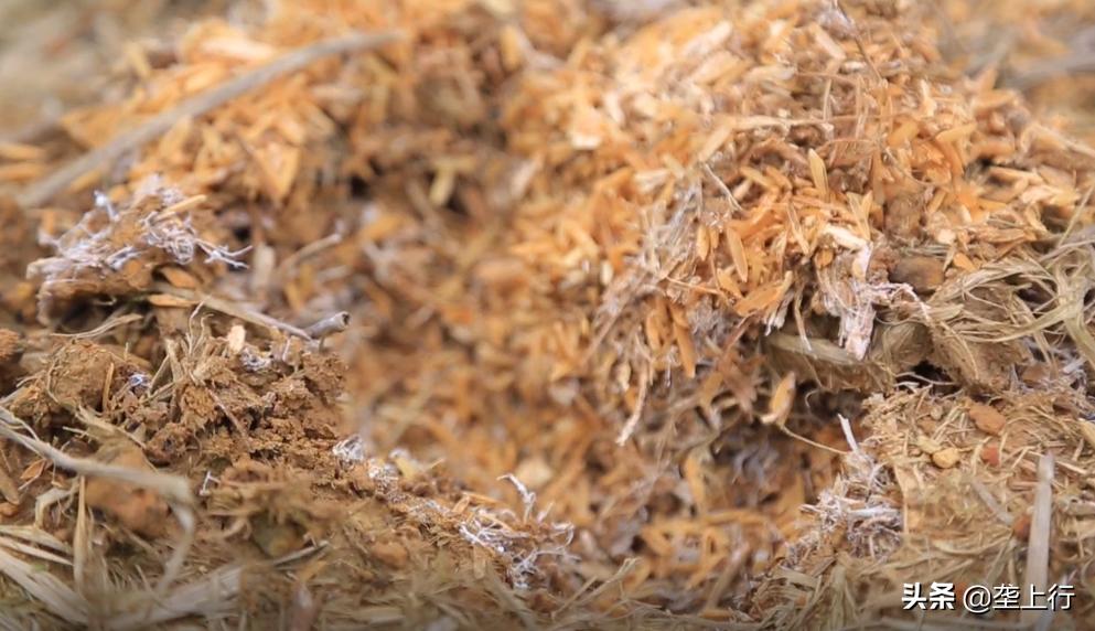 大球盖菇与松茸干货识别,大球盖菇干品