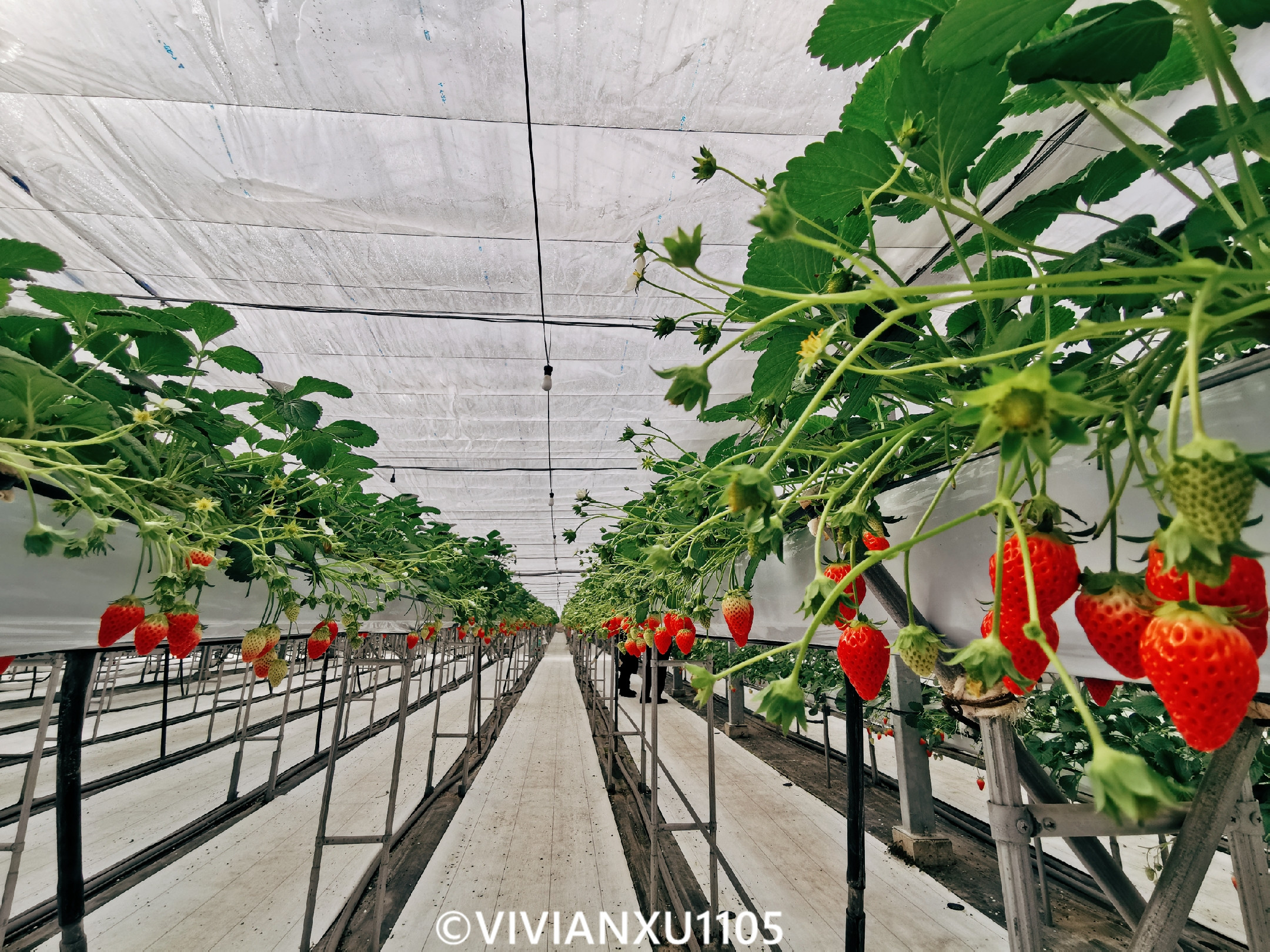 塑料母女日本东北深度游(秋田山形)