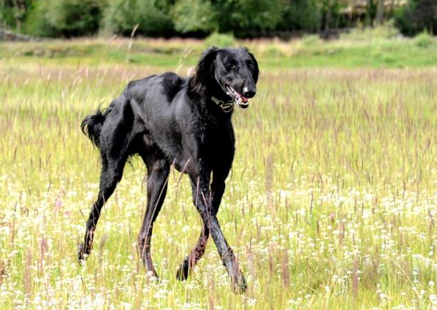 中国本土犬种有哪些可以当警犬,我国嗅觉特别强本土犬种排名