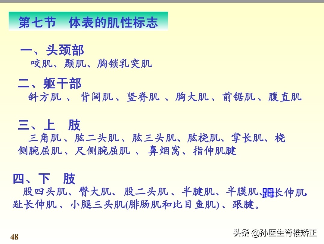 系统解剖学骨学ppt课件,解剖学基本知识ppt课件