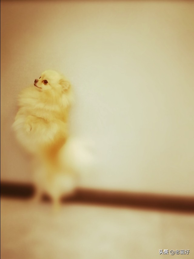 宠爱｜肉宝日记（二）