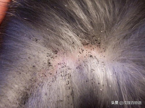 猫咪掉毛的原因有哪些,猫咪脱毛一坨一坨的掉是怎么回事