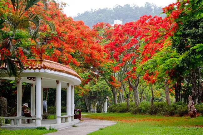 深圳免费公园哪里最好啊,深圳十大免费公园景点大全