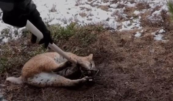 救援被捕兽夹夹住的男子,野生猞猁被人类救助