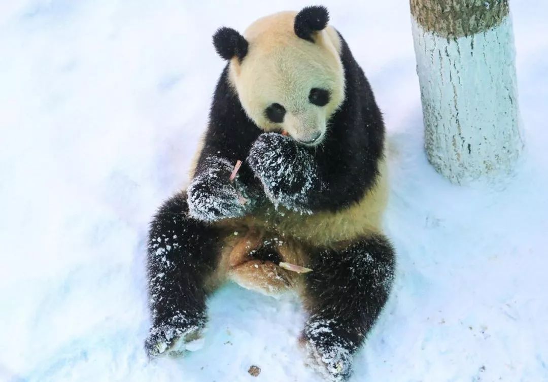 37.5度表白圣地情暖威海,冬游威海表白季