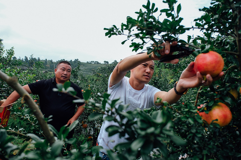 石榴裂果防治措施,石榴上色裂果什么原因怎么防治