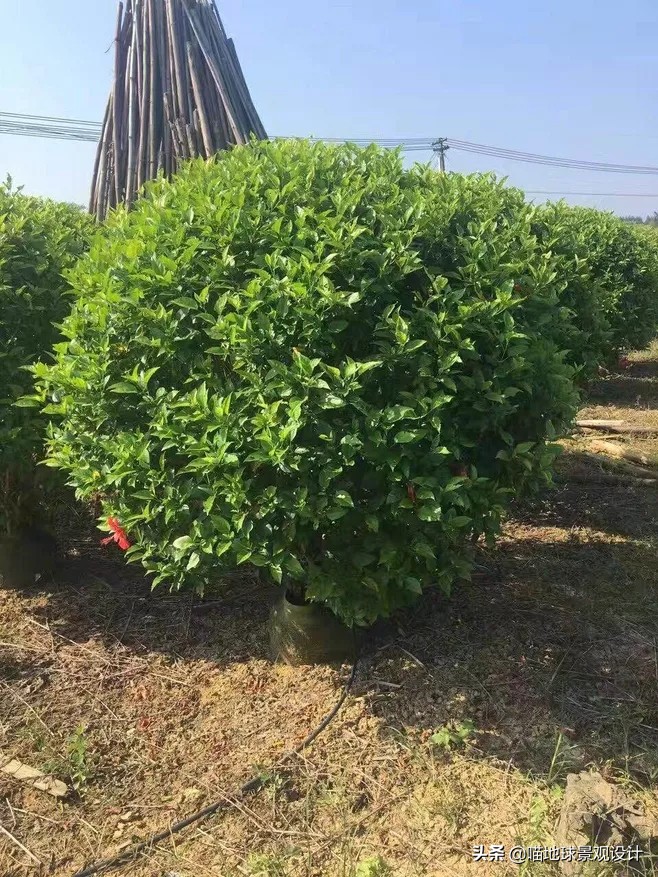 灌木球类植物,灌木植物种类及图片