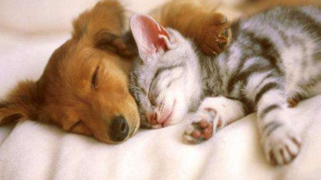 猫狗驱虫最佳方法,猫狗驱虫正确姿势