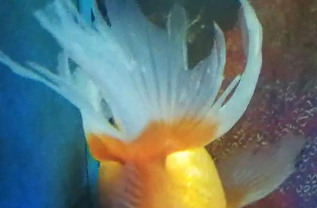 鱼缸水流太大对鱼苗好吗,鱼缸水浑浊对观赏鱼有害吗