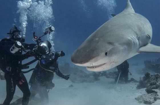 自出生之日它们注定会成为海洋里的杀手你了解鲨鱼吗？