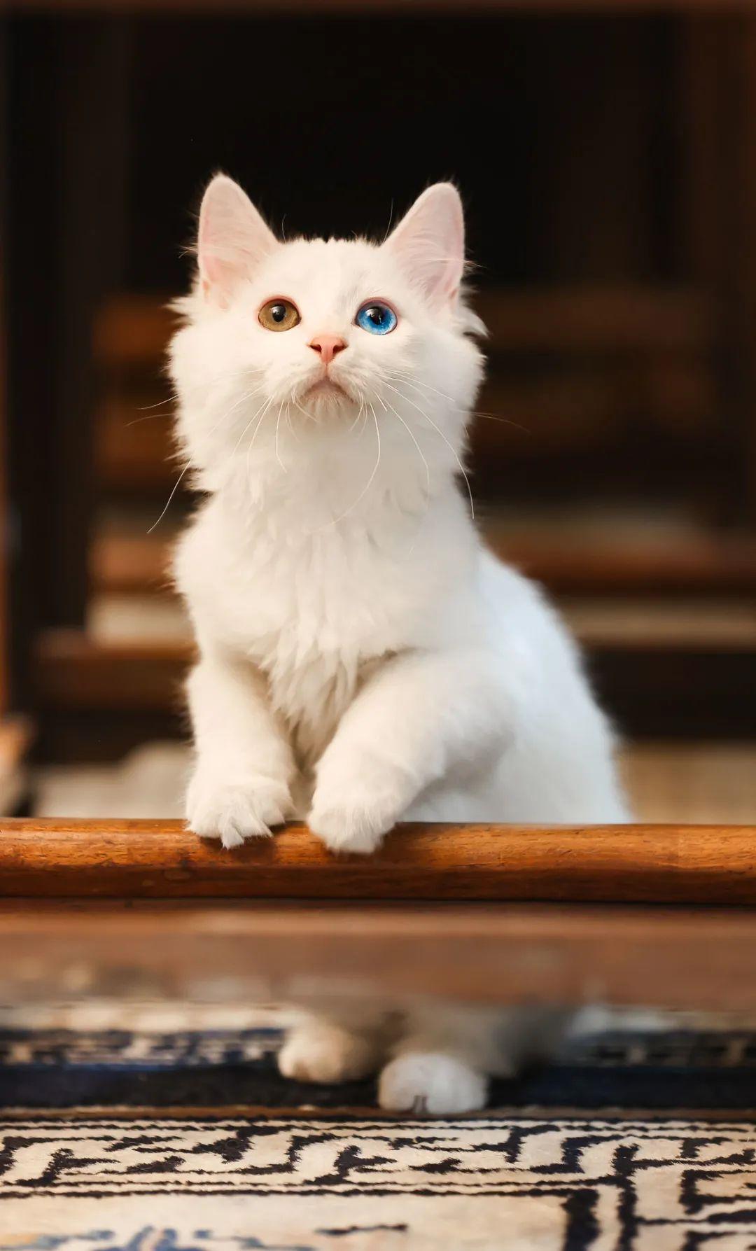 找领养新成员|你好呀，铲屎官