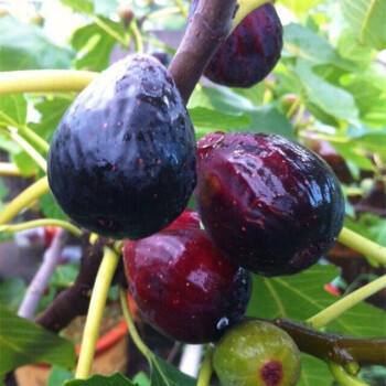 刚挂果的盆栽无花果怎样养护,无花果结果后怎么养护