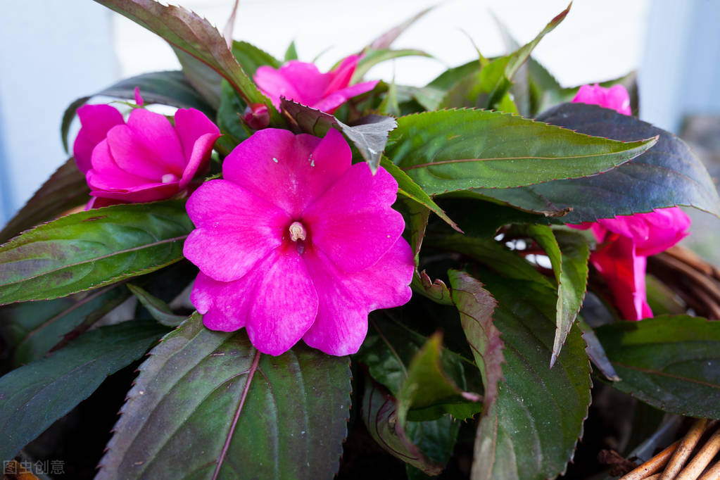 那些令人赞叹的庭院花卉,5种庭院生活方式的花卉