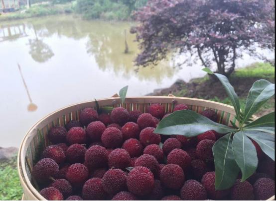 杨梅里的小虫子怎么清洗,杨梅里面有虫子怎么清洗