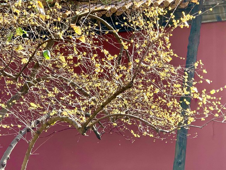 不惧严寒,不惧严寒静待春暖花开