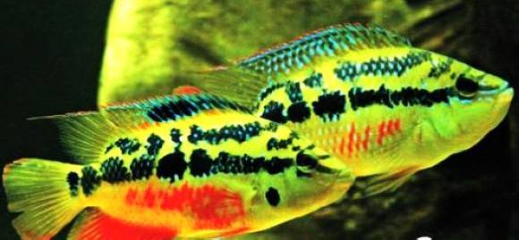 慈鲷品种,慈鲷类型