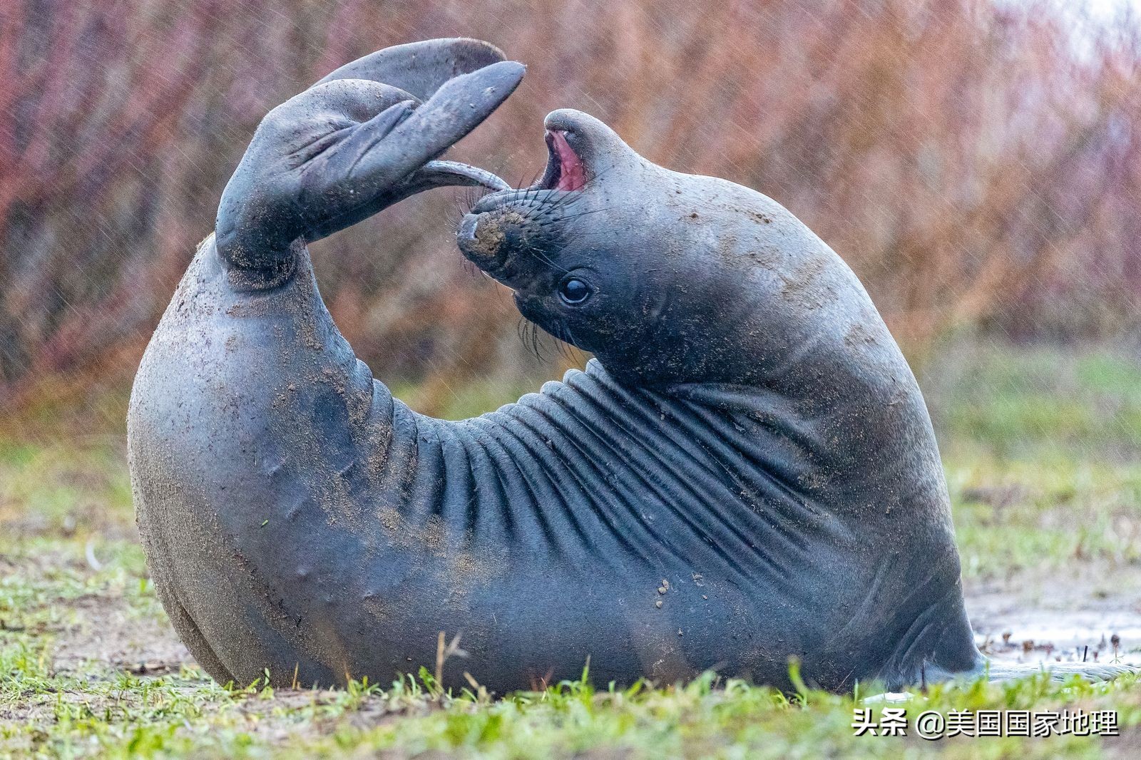 你见过的海豹都这么逗吗？！