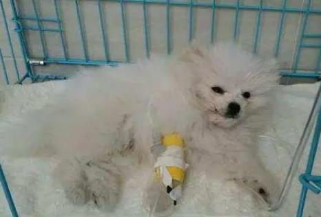 博美犬老了有什么特征,博美犬的特性和特点