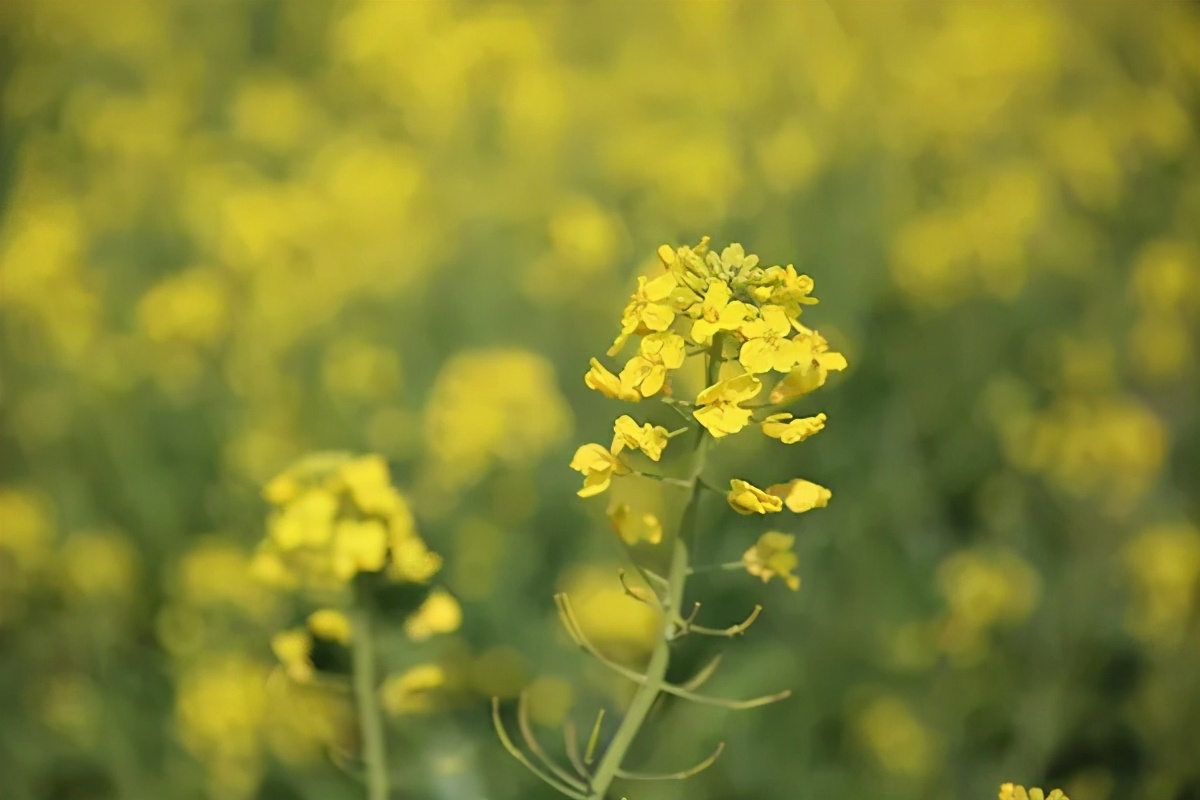 长三角城市群最佳旅游线路,长三角示范区旅游详细攻略