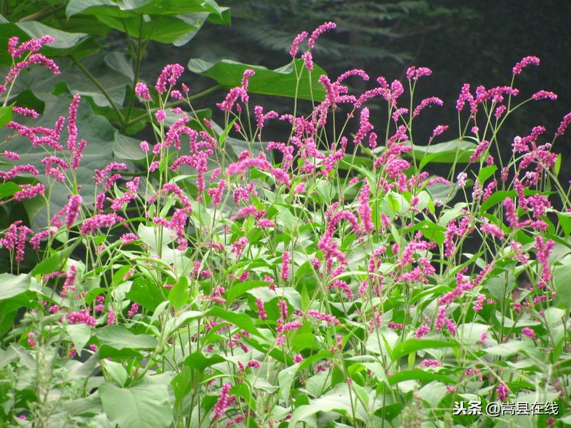 农村身边常见中草药不要错过这些宝贝！