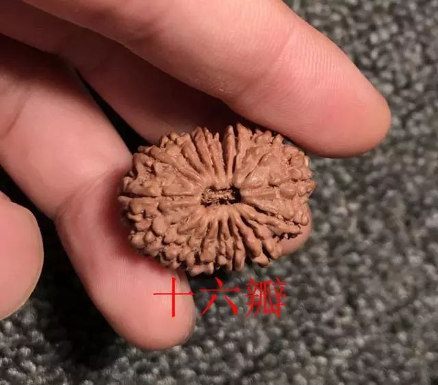 金刚菩提尼泊尔印尼区别,尼泊尔小金刚菩提子怎样快速变红