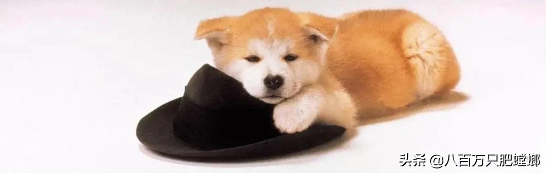 日本高分恐怖电影9分以上,日本高分电影系列