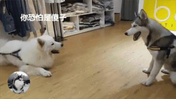 二哈跟萨摩被主人惩罚，结果它们俩还吵起来，太搞笑了