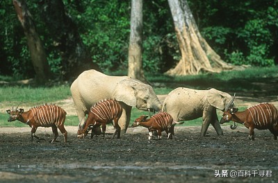 在非洲的热带雨林里，还生活着第三种大象——非洲森林象