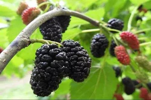 各种水果吃法时间表,7种水果要经常给孩子吃