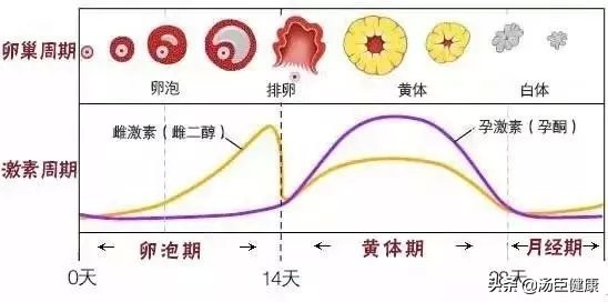 上厕所黄体破裂,黄体破裂出血上厕所会有血块