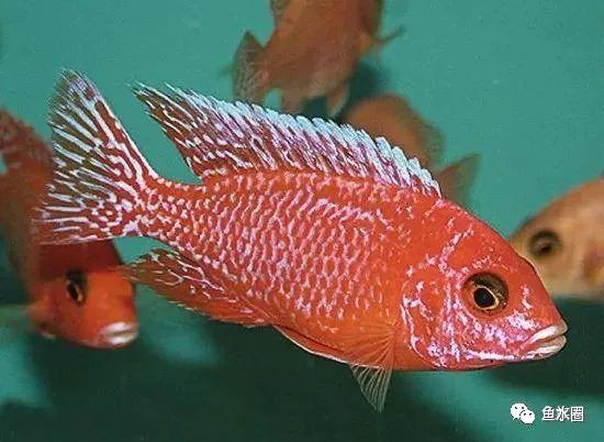 三湖慈鲷马鲷孔雀鱼多久发色,三湖慈鲷鱼之马鲷鱼